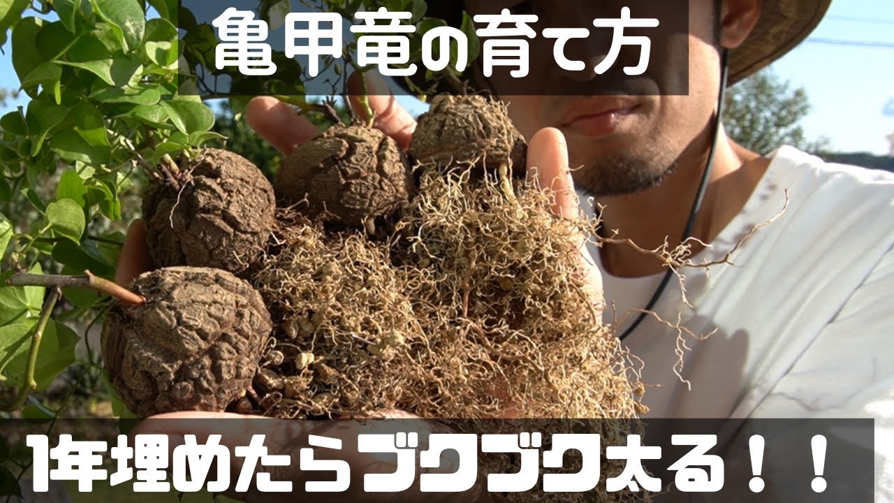 【亀甲竜を太らせる】地中に埋めた1年で亀甲竜は大きくなるのか？