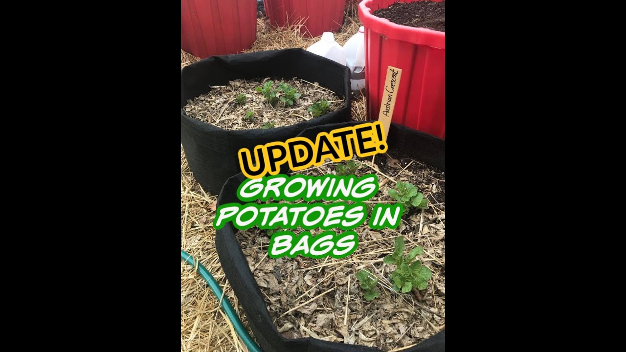 UPDATE on Growing Potatoes in Grow Bags & Planting up some Corn