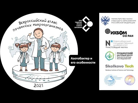 Азотобактер и его особенности