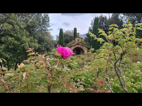 Video: Peonia Arborea. Malattie