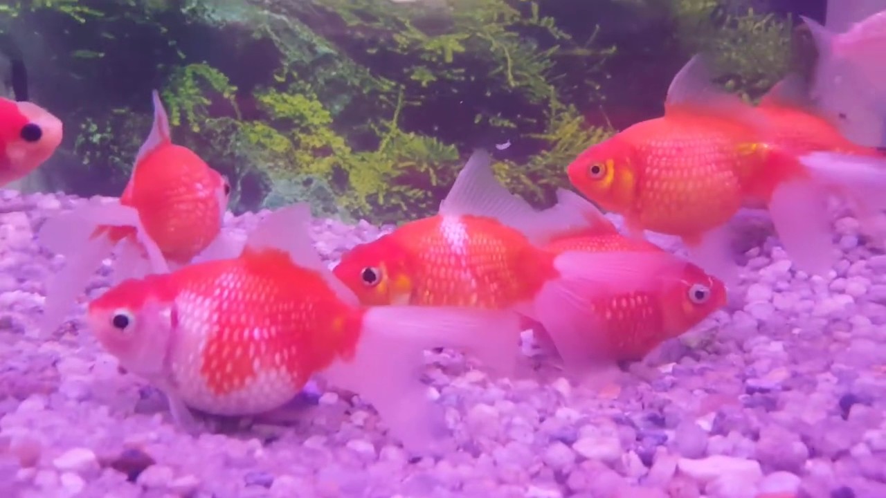 Pearlscale Goldfish, Pearlscale Fancy Goldfish YouTube