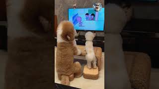 Poodle Dog Watching Television #shorts #pets #petlover #fluffy #animals