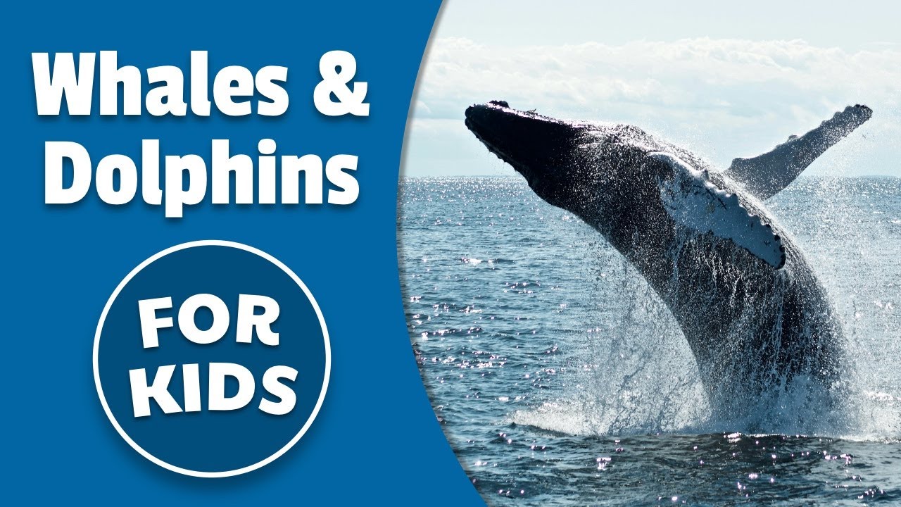 Whales and Dolphins
