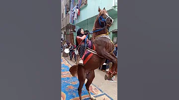رقص الحصان علي مزمار بلدي 