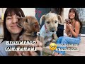 ADOPTING OUR PUPPY | first 24 hours &amp; what to expect when adopting