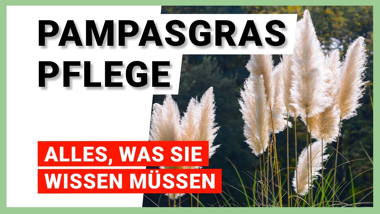 Pampasgras pflegen: 7 Tipps fr ein gesundes Wachstum