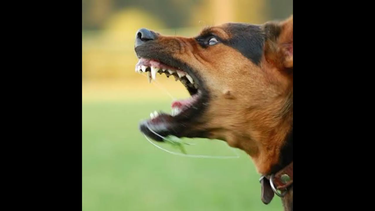 Dog Barking Sound