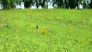 steppe marmot, june '09