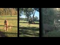 Louisiana Ranch for Sale | M Ranch | 1,424 +/- Acres | Price upon Request