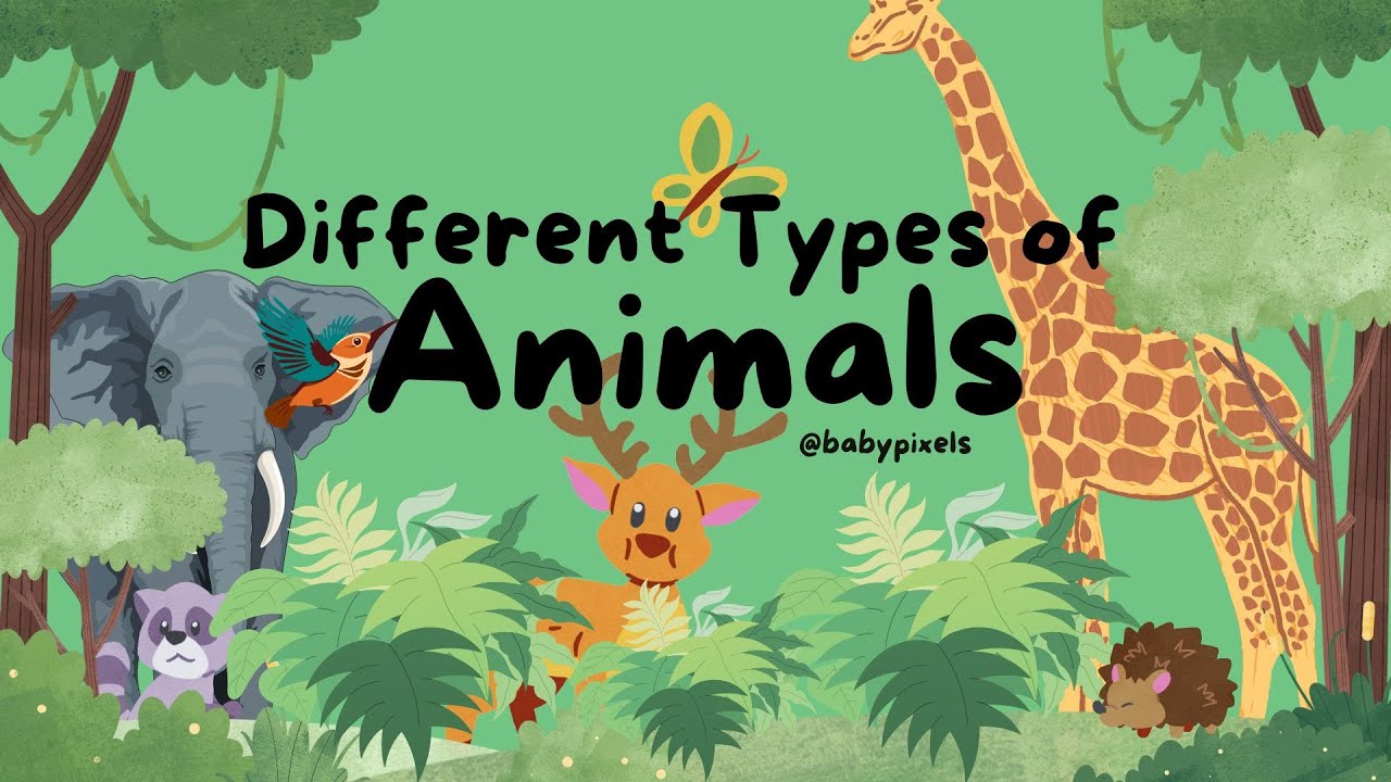 Amazing Animals! Learn About Different Animals for Kids!