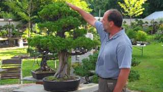 Upright Hatanaka hollywood Juniper