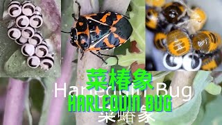 认识一种菜地害虫菜蝽象Harlequin Bug - YouTube