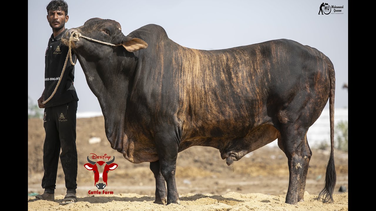 DESTINY CATTLE FARM 2021 🖤BLACK TIGER🖤 TO YOU YouTube