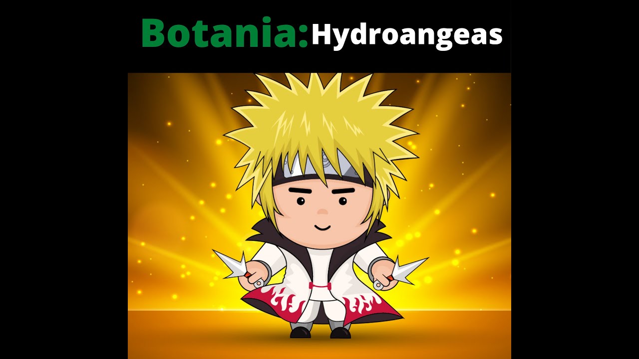 Botania Hydroangeas YouTube
