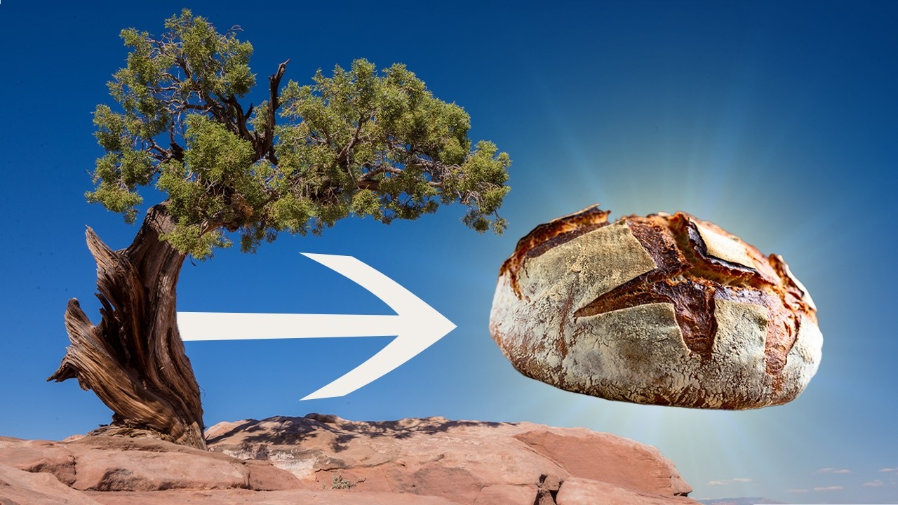 Хранит ли это дерево секрет идеального хлеба на закваске? | Карта деревьев Justinthetrees