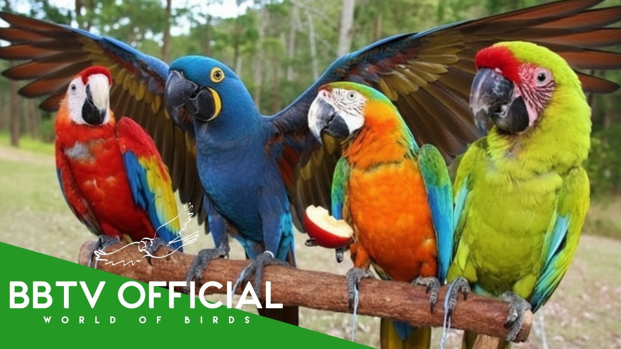 Most Beautiful Macaws Birds In The World | BBTV Official | Wildlife Wocument
