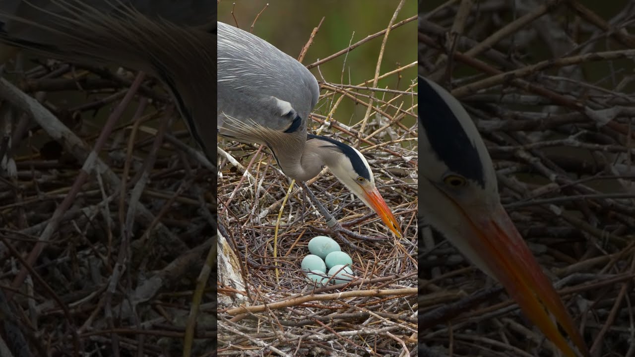 Carefully touching delicate eggs to incubate | Grey heron bird