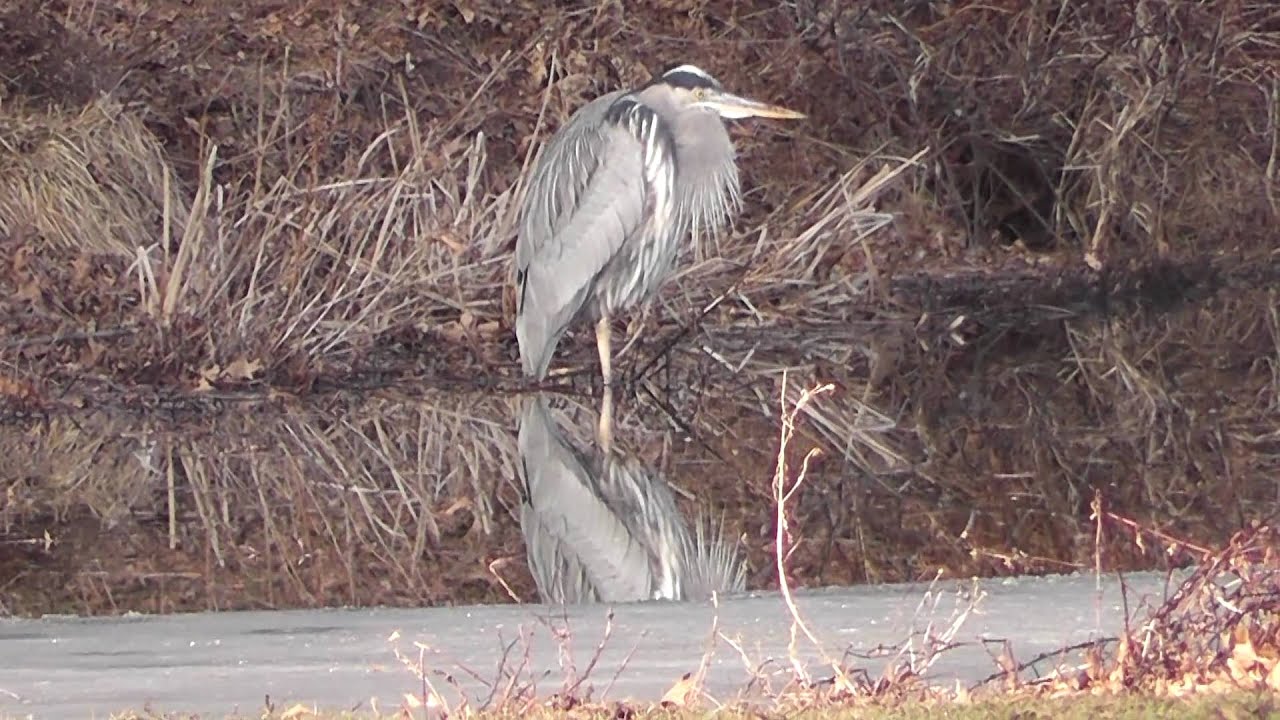 Day One of Feeding Frenzy at Duke Island Park