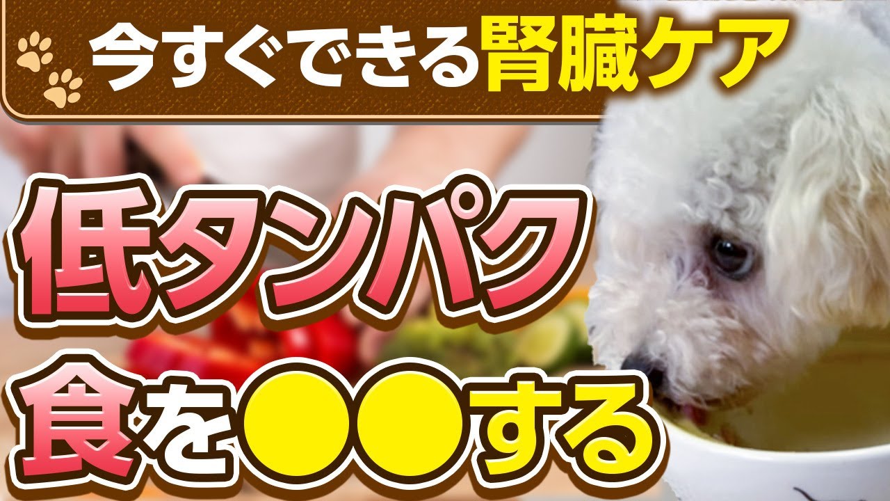 【犬の腎臓病】愛犬に与えたい腎臓ケアレシピを詳しく解説！アレンジレシピもご紹介