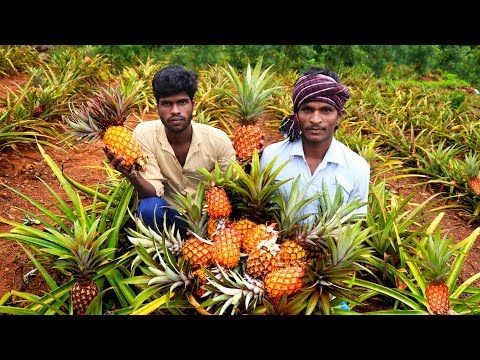 Farm Fresh Pineapple Fruits Cutting and Eating in Kolli Hills Village