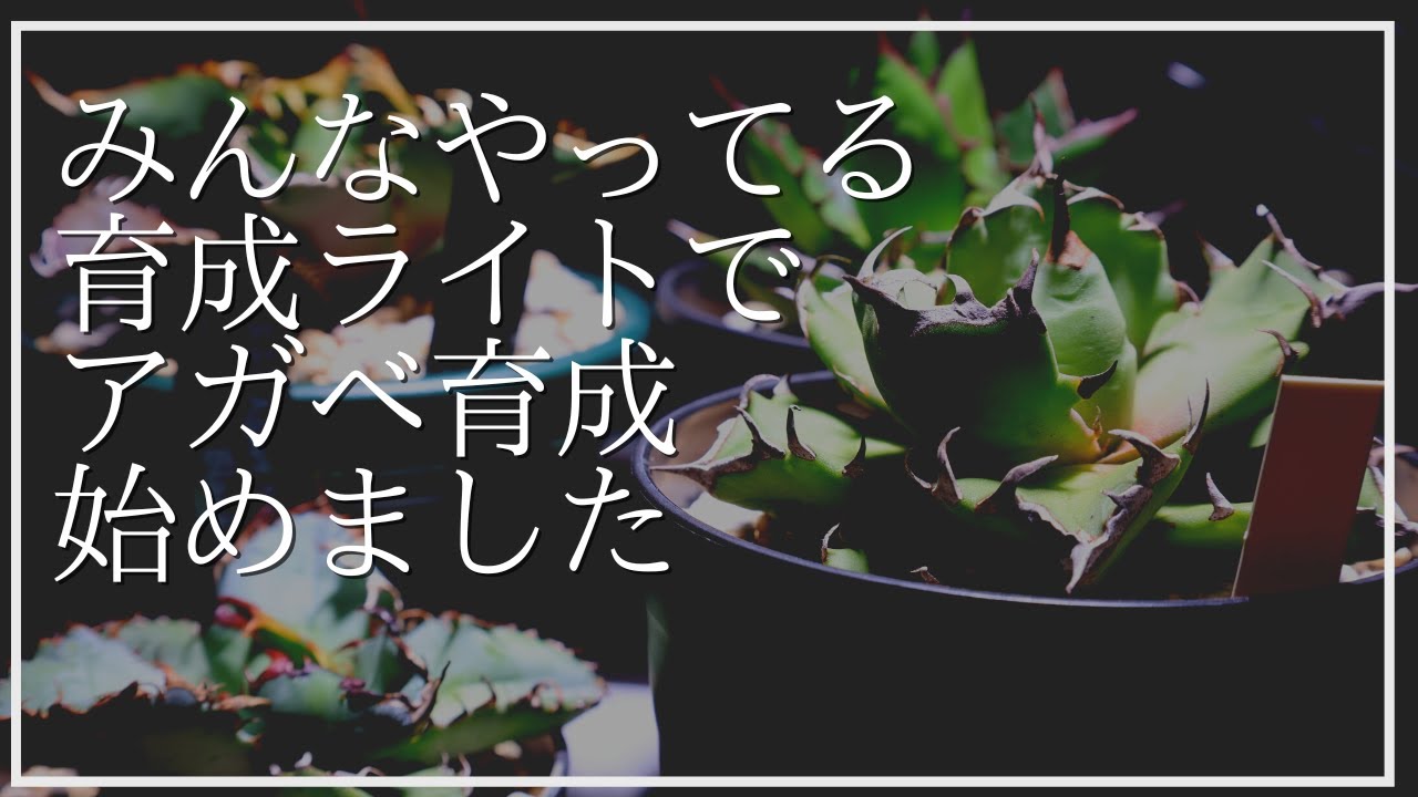 HASU38spec9】育成が簡単に⁉植物育成ライトでアガベ管理してみた【0か