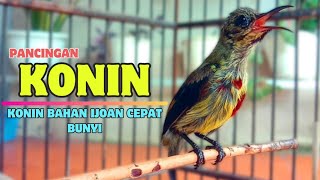 Suara PANCINGAN KONIN Ijoan Agar Bunyi || Masteran KONIN Agar CEPAT Gacor #29