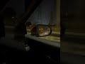 ده اللي ما بيني وبينك كان في السما متقدر