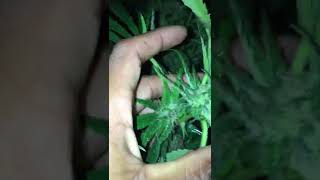 Uk gorilla grow 🦍🌱🌚night time cropping 2/3 🍋drizzle taken 💚