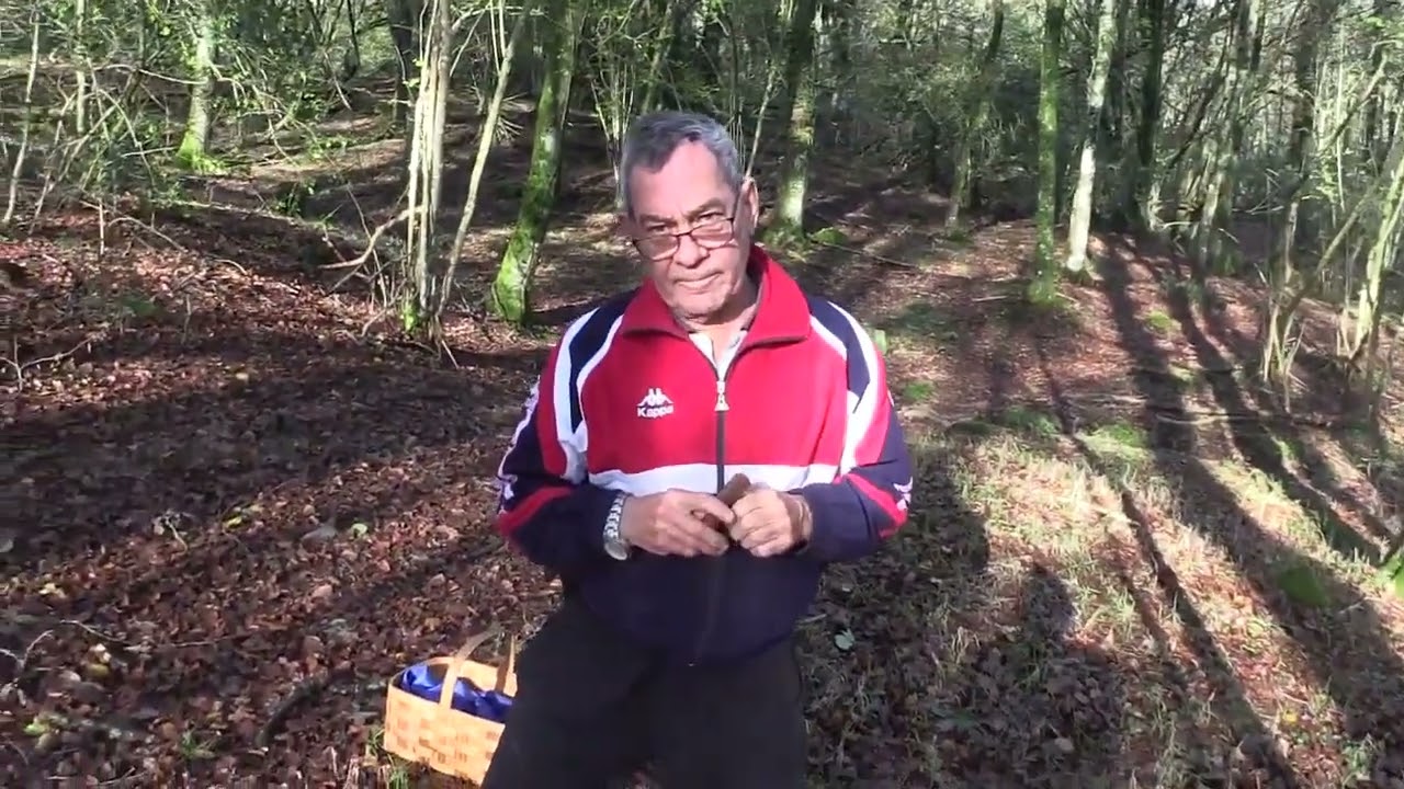 Micología | HIPOLOMA FASCICULARE | 3.2.2024