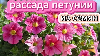 Посадка Петунии СЕМЕНАМИ в Домашних Условиях за 10 Минут