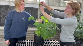 Plant Height Measurement for Willie and the Beanstalk (KSU)