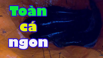 Hành trình săn cá lóc hugo tập 4