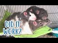 INTRODUCING MY RATS... AGAIN