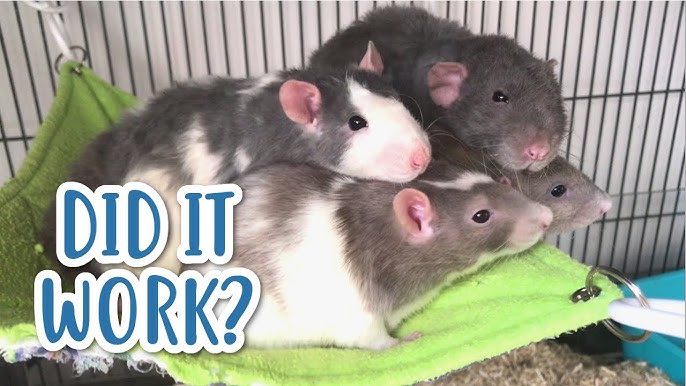 Largest rat king: How 32 rats accidentally tied themselves together