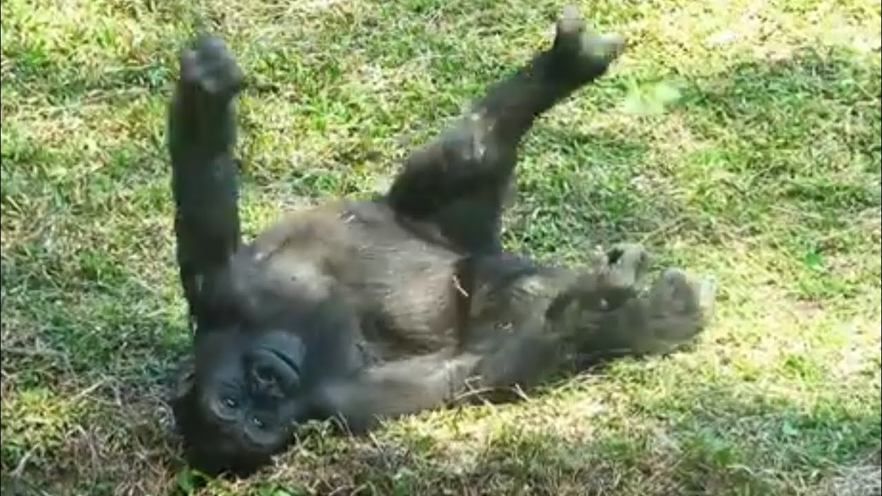 Ринго демонстрирует свою милоту на траве — просто очаровательно! 🥹🌿🦍 Ринго так мило позирует на т...