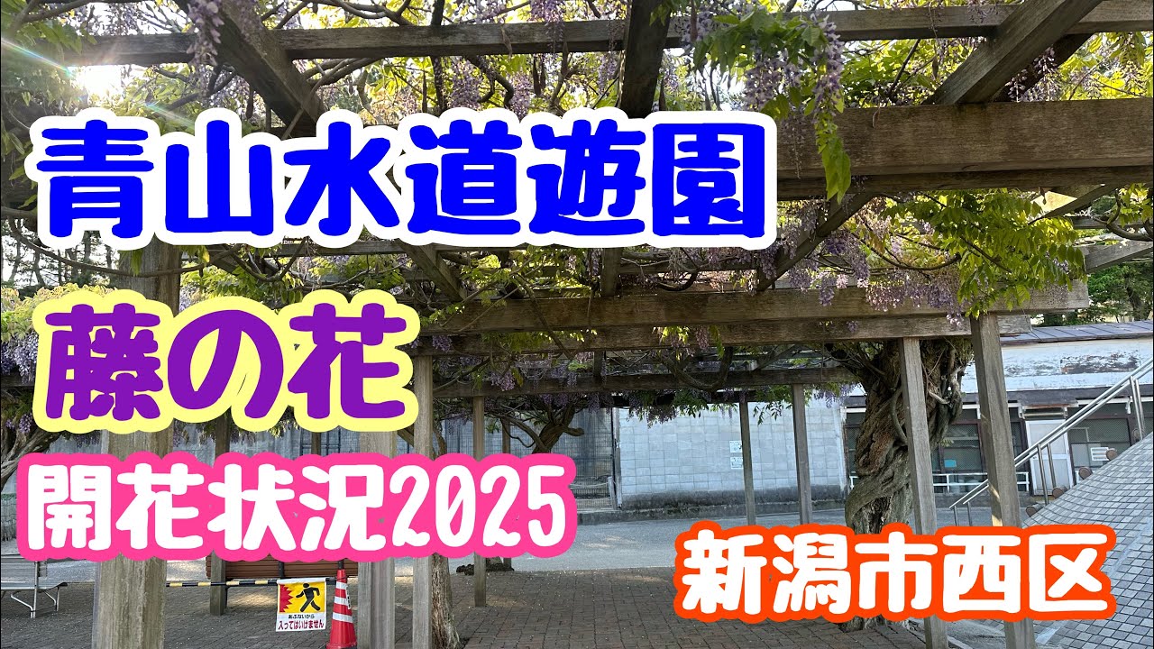 May 8, 2025 Wisteria flowers at Aoyama Suido Yuen Park Flowering