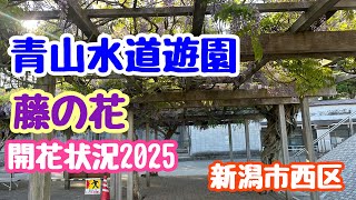 May 8, 2025 Wisteria flowers at Aoyama Suido Yuen Park Flowering