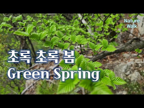 초록 초록 봄 컬렉션, Green Spring, 春天的绿色