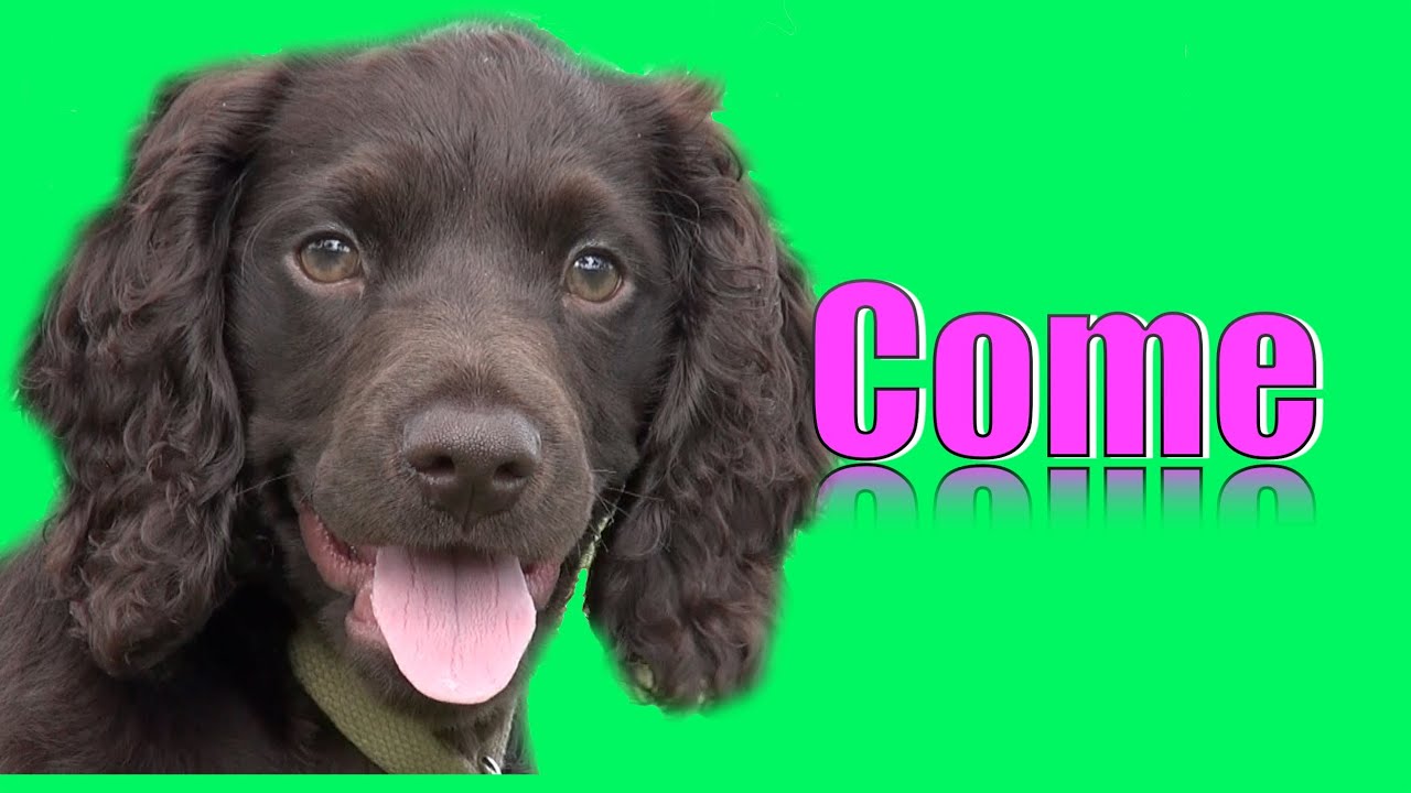 cute-puppy-learns-to-come-when-called-youtube