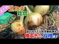 玉ねぎの育て方　種まきから収穫まで　完全解説