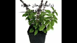 زراعه الريحان فى المنزل