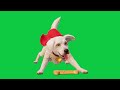 Fortnite Krypto Treat Dog Green Screen Effect