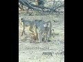 The History of Baboons In The Luangwa Valley.