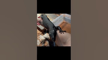 They’re absolutely amazing! #blackdragon #watermonitor #monitorlizard #komodo #lizard #reptile