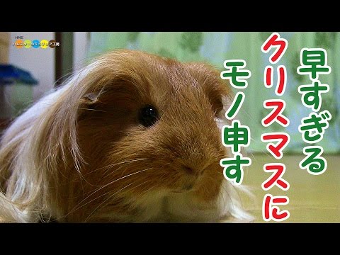 早すぎるクリスマスに憤りを感じているモルモット