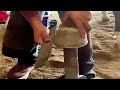 🐴Horse Hoof RESTORATION HOOF TRIMMING🐴Horse Hoof Trimming &amp; cleaning