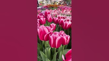 Tulip gardens in Netherlands | Keukenhof Tulip Gardens (Amsterdam, Holland) #shorts 😀😂👌❤️😍
