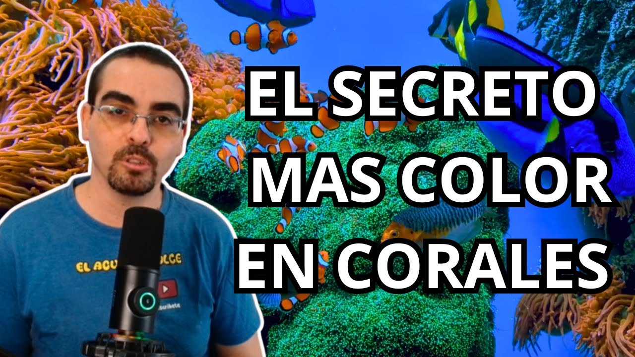 SECRETOS PARA MEJORAR EL COLOR DE TUS CORALES EN EL ACUARIO - YouTube
