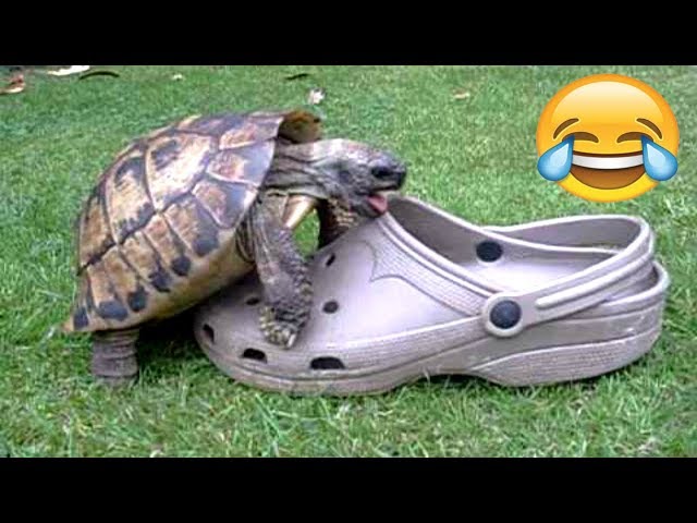 FUNNIEST TURTLES - Cute And Funny Turtle / Tortoise Videos Compilation [BEST OF 🐢] class=