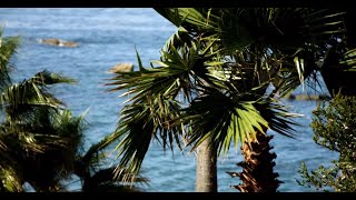 beach palm tree wallpaper - beach resort wallpaper screenshot 3